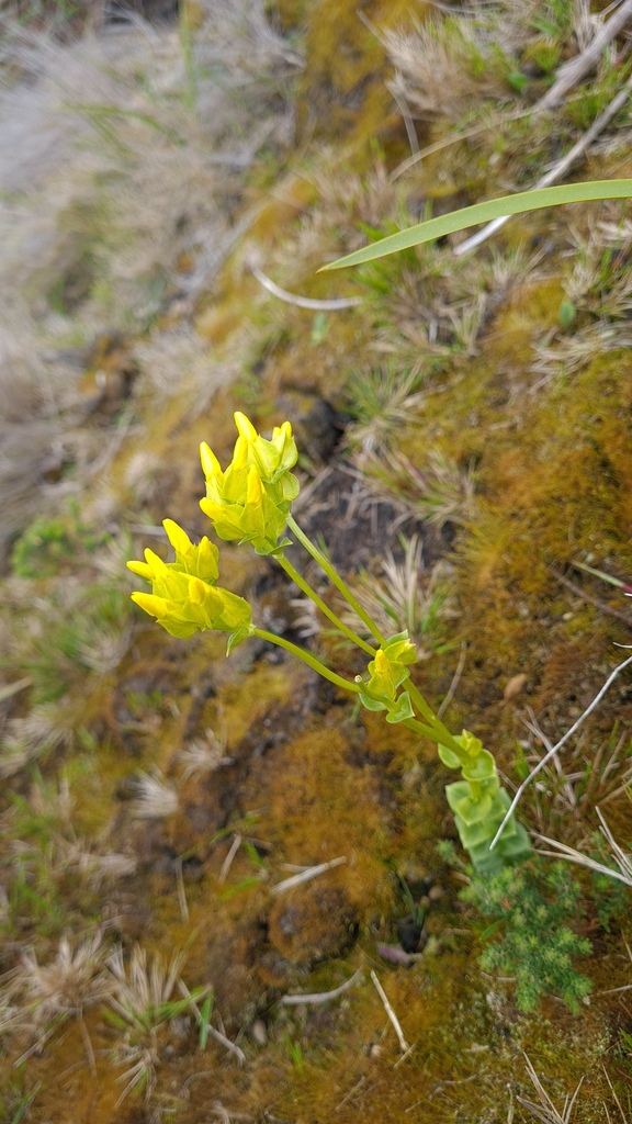 Sebaea capitata