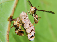 Mischocyttarus angulatus