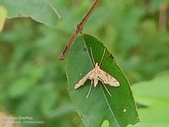 Eoophyla