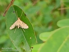 Eoophyla