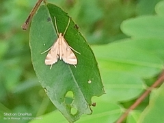 Eoophyla