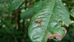 Olios
