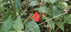Ipomoea hederifolia