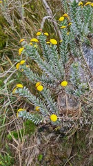 Schistostephium umbellatum