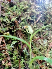 Pterostylis auriculata