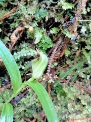 Pterostylis auriculata