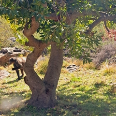 Papio ursinus ursinus