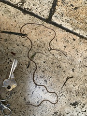 Gordioidea