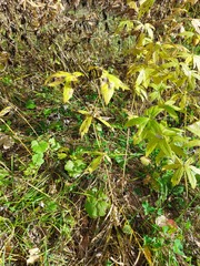 Anemonastrum dichotomum