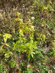 Anemonastrum dichotomum