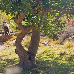 Papio ursinus ursinus