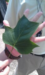 Liriodendron chinense