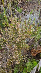 Erica uberiflora