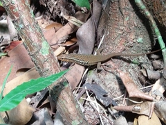 Eutropis rugifera