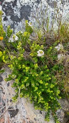Agathosma ovata