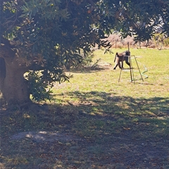 Papio ursinus ursinus