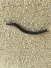 Pachyiulus flavipes