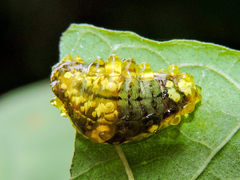 Dalceridae