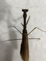 Statilia maculata