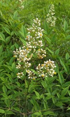 Nandina domestica