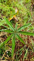 Cyperus albostriatus