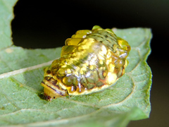 Dalceridae