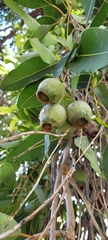 Corymbia