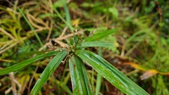 Cyperus albostriatus