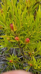 Leucadendron eucalyptifolium