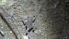 Duttaphrynus melanostictus