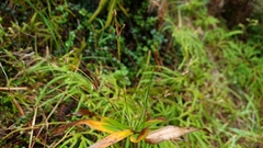 Cyperus albostriatus