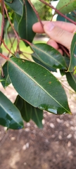 Corymbia
