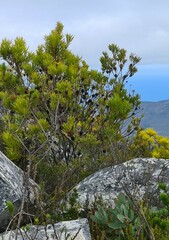 Leucadendron eucalyptifolium