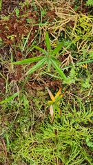 Cyperus albostriatus