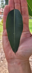 Corymbia