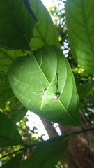 Lepidoptera