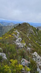 Leucadendron eucalyptifolium