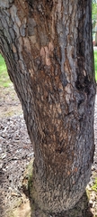 Corymbia