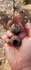 Corymbia