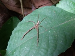 Heteropoda ocyalina