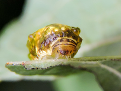 Dalceridae