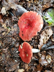 Russula rubriceps