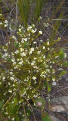 Lachnaea diosmoides