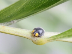 Apolinus lividigaster
