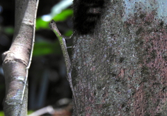 Draco melanopogon