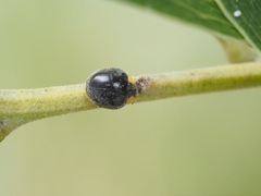 Apolinus lividigaster