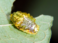 Dalceridae