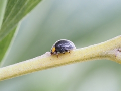 Apolinus lividigaster