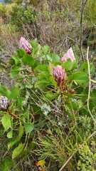 Protea cynaroides