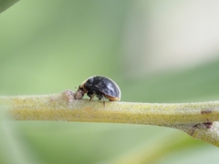 Apolinus lividigaster